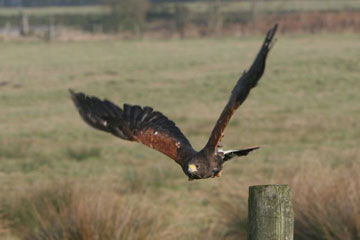 Hawk in flight